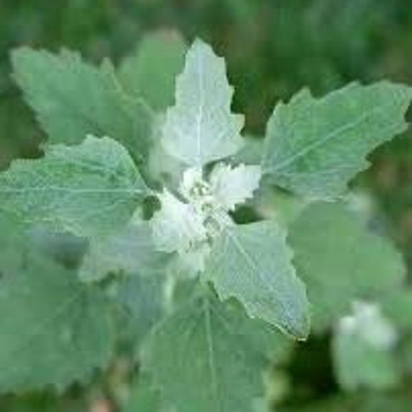 800 Organically Grown Lambs quarters seeds. Survivalist. Homesteaders,Forager.Always extra seeds.Always extra seeds!