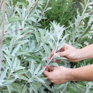 May include: A person's hands are gently touching the leaves of a silver-green sage plant. The plant has many leaves and stems, and the background is blurred.