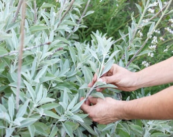 100 California White Sage seeds, Wild collected Growing instructions with order.Always extra seeds
