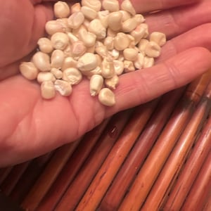 Navajo white corn seed, 15. Non-Gmo organic Native  grown pure strain.