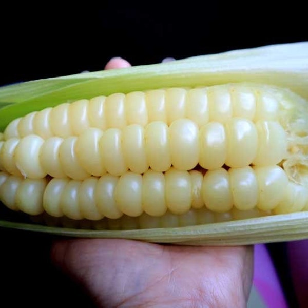 20 Choclo Peruvian yellow Giant corn Seeds Ancient  Corn very rare