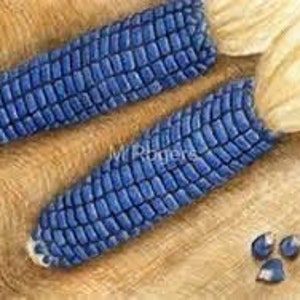 20 Navajo Blue corn seed Rare hard to find organic,non-GMO,native grown