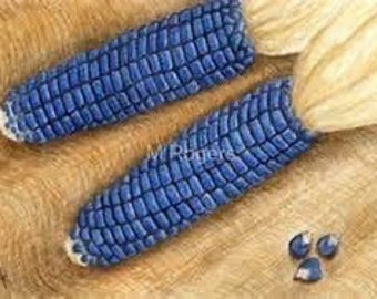 20 Navajo Blue corn seed Rare hard to find organic,non-GMO,native grown