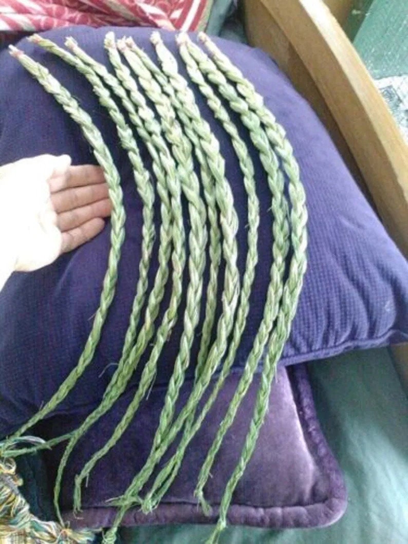 3 Plugs. Canadian Strain Sweet Grass.longest Growing Strain of