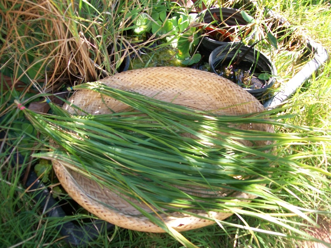 3 Plugs. Canadian Strain Sweet Grass.longest Growing Strain of