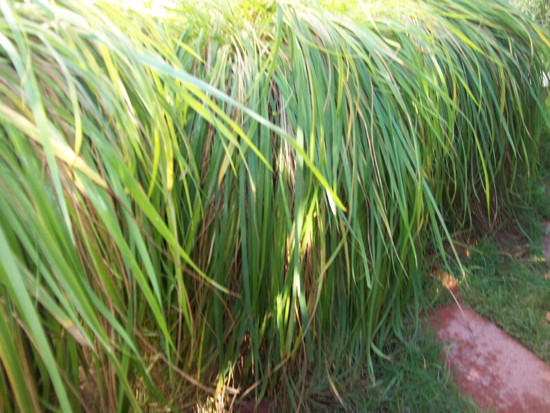 3 Plugs. Canadian Strain Sweet Grass.longest Growing Strain of