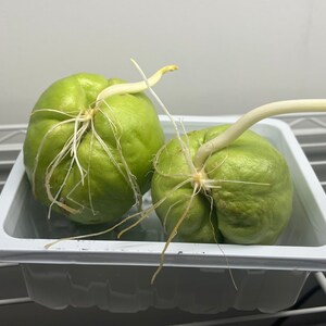 Chayote Squash seed zdjęcie 2