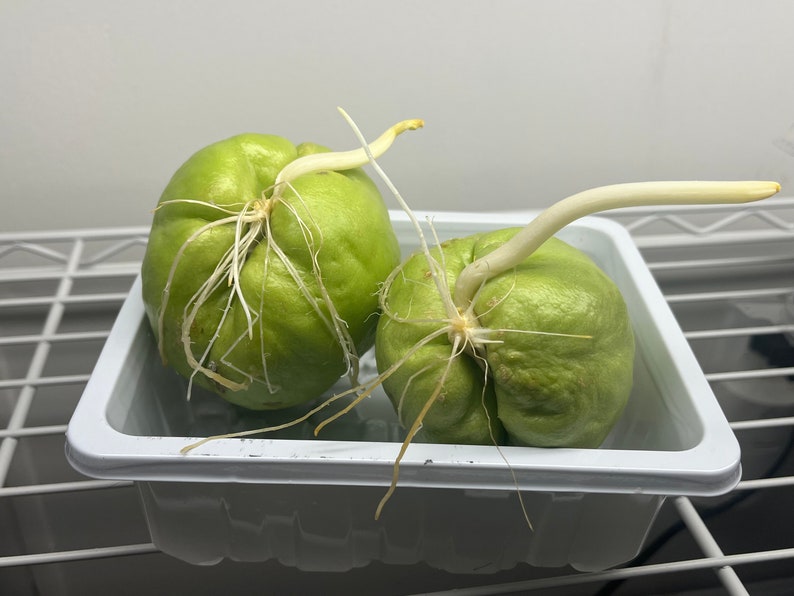 Chayote Squash seed zdjęcie 2