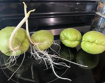 Sprouting/unsprouting Chayote Seeds for Planting – Full Sun Vegetable Starts