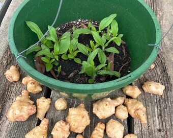 Jerusalem Artichoke .4oz