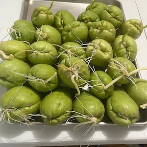 Chayote Squash seed zdjęcie 1