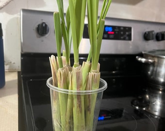 Lemongrass Herb Stalks (2)