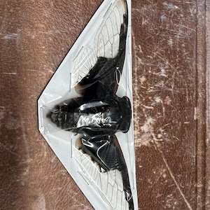 May include: A preserved cicada specimen, encased in a clear plastic triangle. The insect has a dark brown body and large, transparent wings with black veins. The wings are spread, showcasing their intricate patterns. The background is a textured, brown surface.