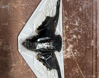 Bat cicada