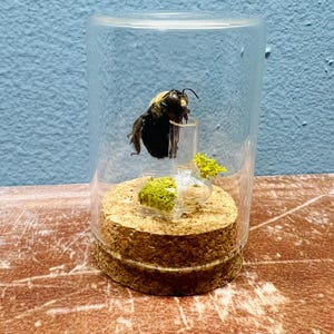May include: A preserved bumblebee encased in a clear glass cloche. The bee rests on a cork base with a small amount of green moss. The cloche is cylindrical and sits on a brown surface against a blue wall.
