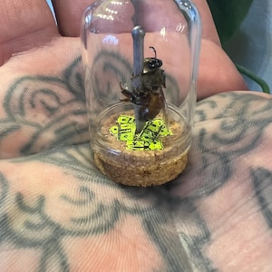 May include: A preserved bee encased in a small glass jar. The bee is mounted on a metal rod, above a cork base with neon green accents. The jar is held in a hand with tattoo art.
