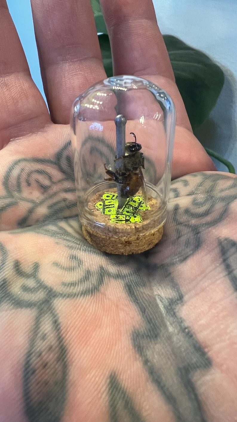 May include: A preserved bee encased in a small glass jar. The bee is mounted on a metal rod, above a cork base with neon green accents. The jar is held in a hand with tattoo art.