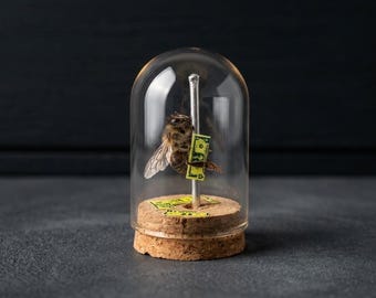 stripper honey bees