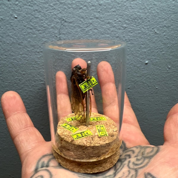 Dried Cicada on a Pole