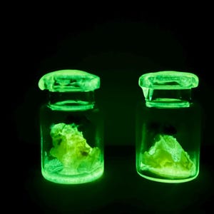 May include: Two small, clear glass jars with glowing green contents and lids. The jars are illuminated with a bright green light, creating a striking contrast against the black background. The contents appear to be a light green, textured material.