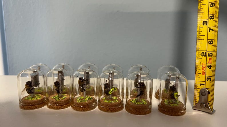 May include: Miniature glass bell jars, each containing a small insect specimen on a cork base. The insects are mounted on a metal rod. A yellow measuring tape is in the background, showing inches.