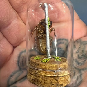 May include: A preserved insect specimen encased in a clear glass jar. The insect is brown and attached to a silver pole. The jar sits on a cork base with small green and yellow stickers. The jar is held in a hand.