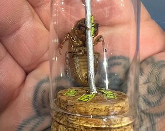 May include: A preserved insect specimen encased in a clear glass jar. The insect is brown and attached to a silver pole. The jar sits on a cork base with small green and yellow stickers. The jar is held in a hand.