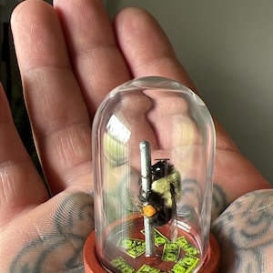 stripper bee ( maple )