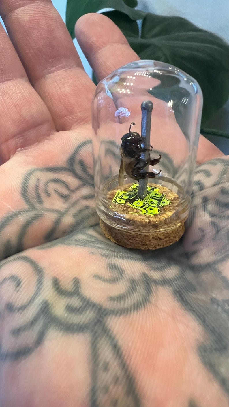 May include: A preserved bee inside a small glass jar. The bee is attached to a silver pole, and the base of the jar has a cork bottom with a green and yellow dollar bill design.