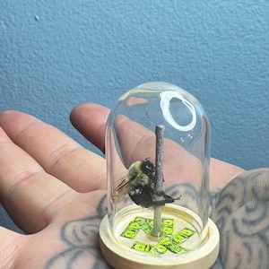 May include: A preserved bumblebee encased in a glass dome. The bee is mounted on a small wooden dowel, with green and yellow accents at the base. The dome sits on a light wood base.