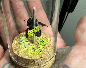 stripper carpenter bee (XL)
