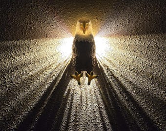 3D Printed Bald Eagle Wall Sconce – Dimmable LED, Remote & Rechargeable | 4 Color Modes (Warm/White/Red/RGB) | Patriotic Rustic Wall Decor