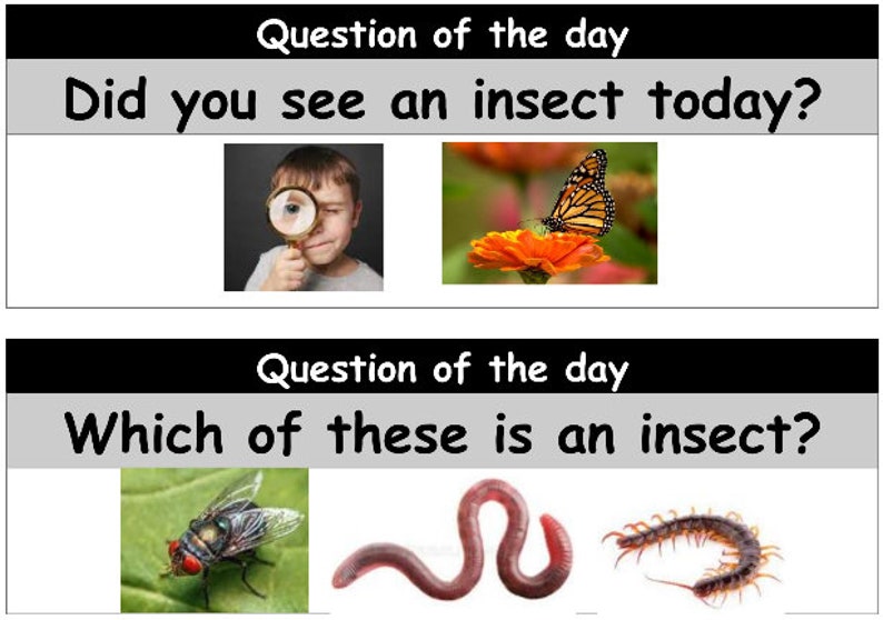 Questioning Insects Question of the Day Cards - Insects Study (creative Curriculum Regular ...