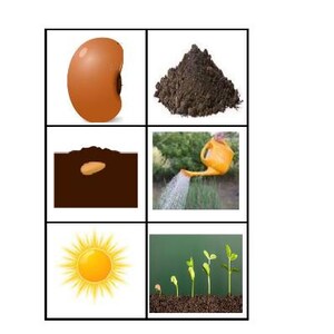 May include: A visual guide to plant growth, featuring a seed, soil, planting, watering with a yellow watering can, sunlight, and the stages of a plant sprouting from the soil. The images are arranged in a grid.