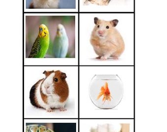 May include: A collection of eight pet portraits. The images include a dog, cat, two parakeets, a hamster, a guinea pig, a goldfish in a bowl, a snake, and a rabbit.