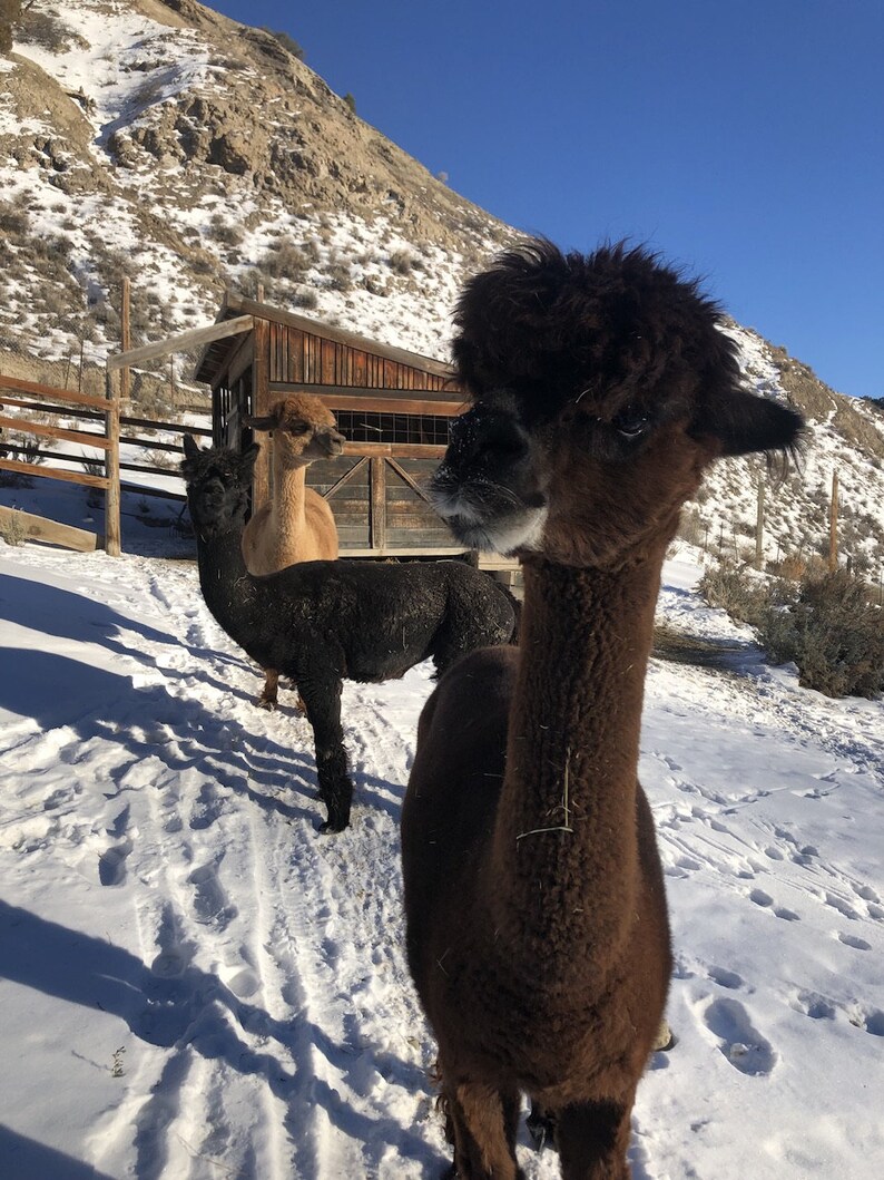 100% Alpaca Dryer Balls image 6