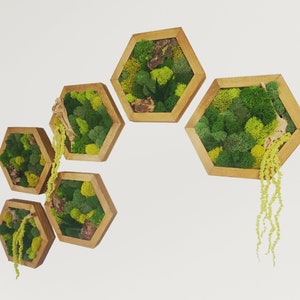 Hanging Moss Wall Art | Honeycomb Moss Single to Set of Six | Wood Hexagon Reindeer, Pole, Sheet Moss Amaranthus | Unique Wall Art Gift