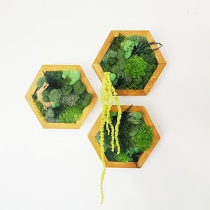 Natural Moss Wall Art | Botanical Wood Hexagon Display | Forest Themed Decor | Floral Single Set to Six | Framed Preserved Ferns Moss Plants