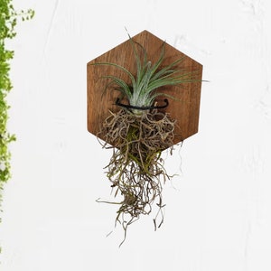 Air Plant Wall Holder with Live Mounted Plant, Vertical Garden Display, Live Plant Wall, Boho Indoor Air Plant Garden Gift