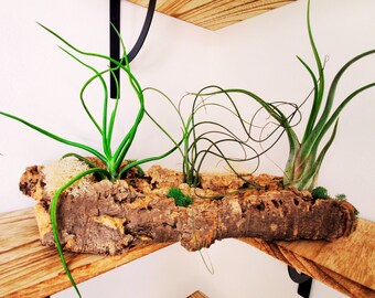 Soporte para plantas de aire vivas, expositor de corcho para jardín, decoración de escritorio de oficina