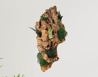 Soporte de pared para plantas aéreas con planta viva montada, expositor de jardín vertical de corcho, pared de plantas vivas, regalo para jardín de plantas aéreas de interior, estilo cottagecore