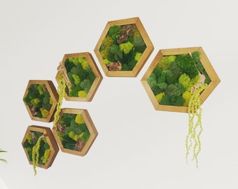 May include: A set of six hexagonal wall decor pieces with a wooden frame and green moss inside. The pieces are arranged in a curved pattern.