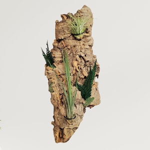 Air Plant Wall Holder with Live Mounted Plants, Living Vertical Cork Display, Live Plant Wall Garden, Unique Indoor Gift, Wood Plant Display