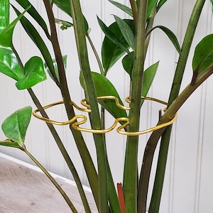 May include: Close-up of a ZZ plant with dark green leaves and gold-colored plant supports. The supports are made of thin, curved metal and encircle the plant stems. The background is a white wall.