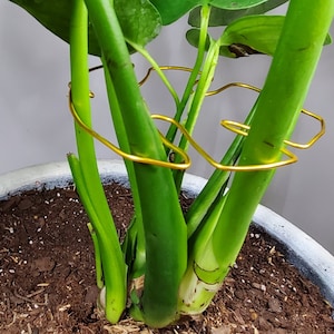 May include: A close-up of a potted plant with multiple stems. The stems are supported by a gold wire frame.