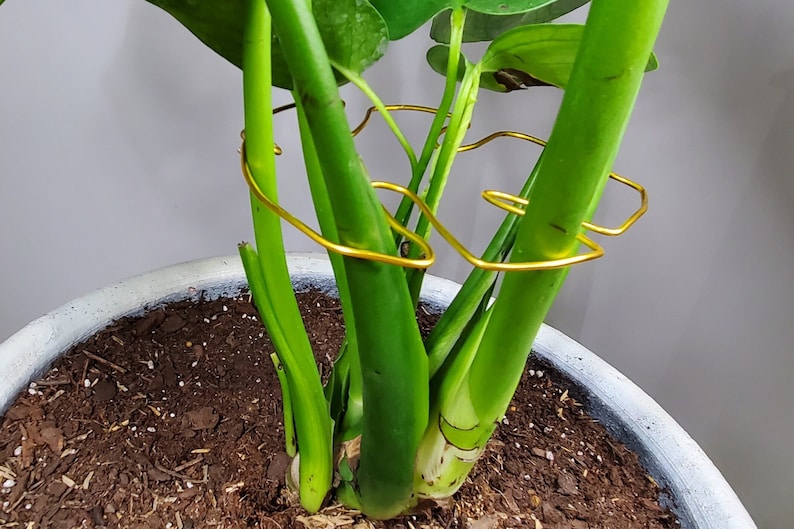 May include: A close-up of a potted plant with multiple stems. The stems are supported by a gold wire frame.