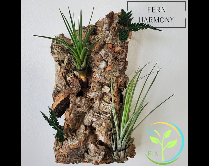 Air Plant Wall Holder with Live Mounted Plant, Vertical Cork Garden Display, Live Plant Wall, Indoor Air Plant Garden Gift, Cottagecore