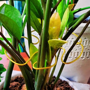 Puede incluir: Primer plano de una planta ZZ con hojas y tallos de color verde oscuro, sostenida por soportes dorados para plantas. La planta est&aacute; en una maceta blanca con un dise&ntilde;o texturizado. El fondo incluye una ventana y otras plantas.