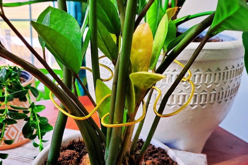 Puede incluir: Primer plano de una planta ZZ con hojas y tallos de color verde oscuro, sostenida por soportes dorados para plantas. La planta est&aacute; en una maceta blanca con un dise&ntilde;o texturizado. El fondo incluye una ventana y otras plantas.