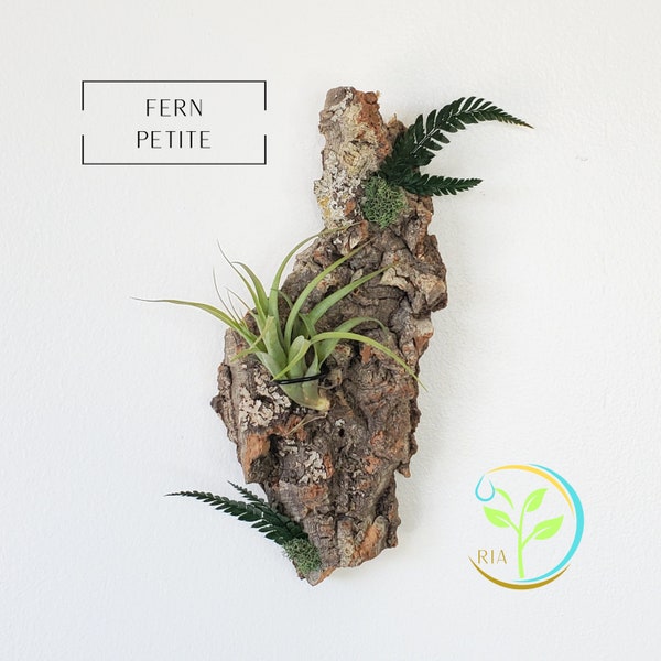 Air Plant Wall Holder with Live Mounted Plant, Vertical Cork Garden Display, Live Plant Wall, Indoor Air Plant Garden Gift, Cottagecore